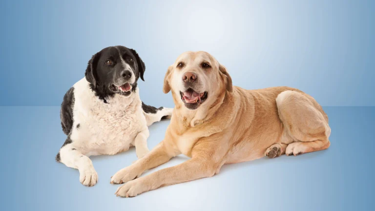 Best Pet Insurance for Multiple Pets Best Pet Insurance for Multiple Pets